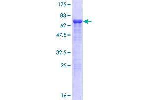 SSBP3 Protein (AA 1-388) (GST tag)