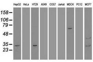 Image no. 2 for anti-Goosecoid Homeobox (GSC) (AA 107-257) antibody (ABIN1490824) (GSC Antikörper  (AA 107-257))