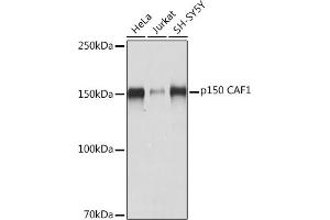 Western blot analysis of extracts of various cell lines, using p150 C Rabbit mAb (ABIN7266356) at 1:1000 dilution. (CHAF1A Antikörper)