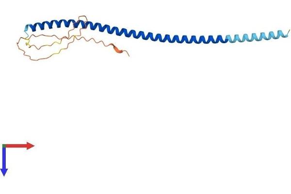 NUP62CL Protein (AA 1-184) (His tag)