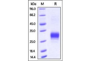 Biotinylated Human Fc gamma RIIB / CD32b on SDS-PAGE under reducing (R) condition.