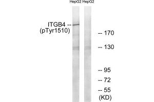 Western Blotting (WB) image for anti-Integrin beta 4 (ITGB4) (pTyr1510) antibody (ABIN1847390) (Integrin beta 4 Antikörper  (pTyr1510))