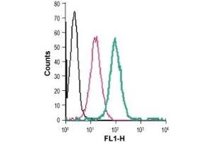 Cell surface detection of GPR91 in live intact human THP-1 monocytic leukemia cells: (black line) Cells. (SUCNR1 Antikörper  (Extracellular) (FITC))