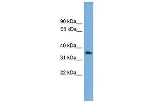 GNB4 antibody used at 0.