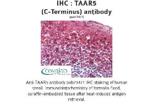 Image no. 2 for anti-Trace Amine Associated Receptor 5 (TAAR5) (C-Term) antibody (ABIN1739861) (TAAR5 Antikörper  (C-Term))
