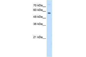 WB Suggested Anti-BTN1A1 Antibody Titration:  0. (BTN1A1 Antikörper  (N-Term))