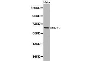 Western Blotting (WB) image for anti-Sorting Nexin 9 (SNX9) antibody (ABIN1874896) (SNX9 Antikörper)