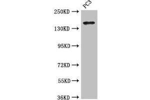 Western Blot Positive WB detected in: PC-3 whole cell lysate All lanes: ASTN2 antibody at 3. (Astrotactin 2 Antikörper  (AA 108-272))