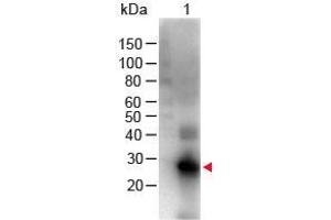Western Blot of Goat anti-F(ab')2 Human IgG F(c) Antibody Biotin Conjugated Pre-Adsorbed Lane 1: Human Fc Load: 100 ng per lane Primary Antibody: F(ab')2 Human IgG F(c) Antibody Biotin Conjugated Pre-Adsorbed at 1:1000 for 60 min RT Secondary antibody: HRP Conjugated Streptavidin at 1:40,000 for 30 min at RT Block: ABIN925618 for 30 min at RT Predicted/Obsevered Size: 28 kDa/28 kDa (Ziege anti-Human IgG (Fc Region) Antikörper (Biotin) - Preadsorbed)