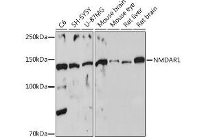 Western blot analysis of extracts of various cell lines, using NMD Rabbit pAb (ABIN6133733, ABIN6141400, ABIN6141403 and ABIN6223602) at 1:500 dilution. (GRIN1/NMDAR1 Antikörper  (AA 600-700))