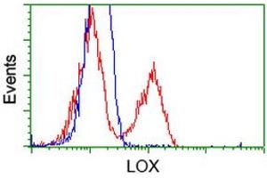 Image no. 14 for anti-Lysyl Oxidase (LOX) (AA 22-168) antibody (ABIN1491217) (LOX Antikörper  (AA 22-168))