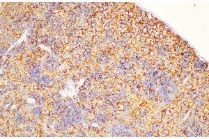 Immunohistochemistry of paraffin-embedded Rat spleen using CD44 Polycloanl Antibody at dilution of 1:200 (CD44 Antikörper)