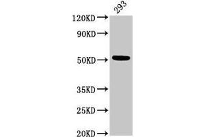Western Blot Positive WB detected in: 293 whole cell lysate All lanes: TUBB3 antibody at 3 μg/mL Secondary Goat polyclonal to rabbit IgG at 1/50000 dilution Predicted band size: 51, 43 kDa Observed band size: 51 kDa (TUBB3 Antikörper  (AA 1-210))