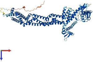 Cullin 4A Protein (CUL4A) (AA 1-759) (His tag)