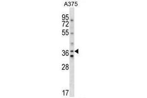 AVPR1A Antibody (C-term) western blot analysis in A375 cell line lysates (35µg/lane).