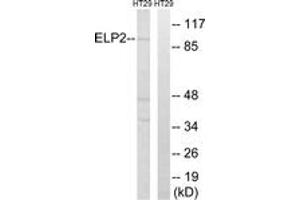 Western blot analysis of extracts from HT-29 cells, using ELP2 Antibody. (ELP2 Antikörper  (AA 771-820))