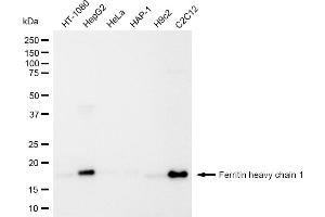 Western blotting analysis using Ferritin heavy chain 1 antibody (ABIN7798596). (Rekombinanter FTH1 Antikörper)