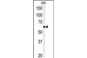 Western blot analysis of anti-USP3 Antibody in 293 cell line lysates (35ug/lane) (USP3 Antikörper  (N-Term))