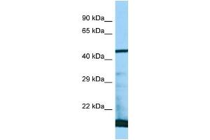 WB Suggested Anti-PAAF1 Antibody Titration: 1. (PAAF1 Antikörper  (N-Term))
