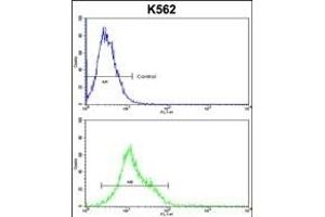 HSPH1 Antibody (Center) (ABIN650749 and ABIN2839478) flow cytometric analysis of k562 cells (bottom histogram) compared to a negative control cell (top histogram). (HSPH1 Antikörper  (AA 549-579))