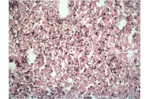 F4/80 expression on macrophages in mouse liver. (F4/80 Antikörper)