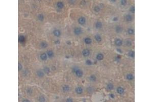 IHC-P analysis of Rat Tissue, with DAB staining. (Prothrombin Antikörper  (AA 44-200))