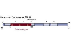Image no. 3 for anti-Serine/threonine Kinase Receptor Associated Protein (STRAP) (AA 42-154) antibody (ABIN968485) (STRAP Antikörper  (AA 42-154))