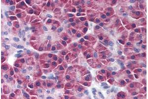 Human Pancreas (formalin-fixed, paraffin-embedded) stained with SNF1LK2 antibody ABIN239846 at 10 ug/ml followed by biotinylated anti-mouse IgG secondary antibody ABIN481714, alkaline phosphatase-streptavidin and chromogen. (SIK2 Antikörper)
