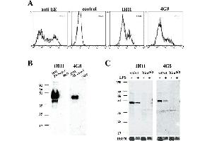 Western Blotting (WB) image for anti-Caspase 1 (CASP1) antibody (ABIN187450)