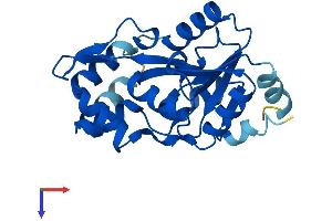 PSPH Protein (AA 1-225) (His tag)