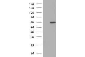 Image no. 1 for anti-Zinc Finger Protein 365 (ZNF365) (AA 108-407) antibody (ABIN1490830)
