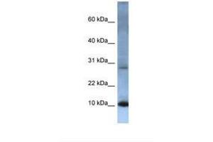 Image no. 1 for anti-ATP Synthase, H+ Transporting, Mitochondrial Fo Complex, Subunit C2 (Subunit 9) (ATP5G2) (AA 38-87) antibody (ABIN6737902)