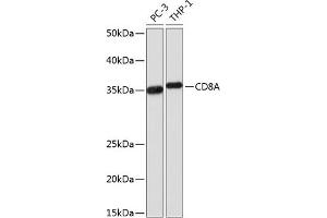 Western blot analysis of extracts of various cell lines, using CD8A Rabbit mAb (ABIN1512846, ABIN3021030, ABIN3021031 and ABIN7101333) at 1:1000 dilution. (CD8 alpha Antikörper)