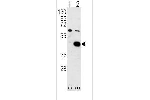 Western blot analysis of PDK2 (arrow) using PDK2 Antibody (C-term) (ABIN391037 and ABIN2841203).