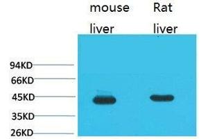 Western Blot (WB) analysis of 1) Mouse Liver Tissue, 2) Rat Liver Tissue using HAO1 Monoclonal Antibody. (HAO1 Antikörper)