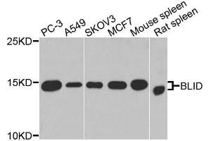 Western blot analysis of extracts of various cell lines, using BLID antibody. (BLID Antikörper  (AA 1-108))