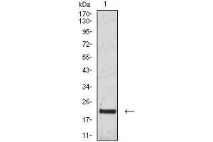 Western blot analysis using CD3G mouse mAb against Jurkat (1) cell lysate. (CD3G Antikörper  (AA 23-116))