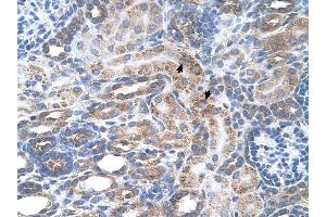SLC29A2 antibody was used for immunohistochemistry at a concentration of 4-8 ug/ml to stain Epithelial cells of renal tubule (arrows) in Human Kidney. (SLC29A2 Antikörper)