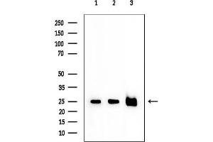 anti-HAUS Augmin-Like Complex, Subunit 2 (HAUS2) (N-Term) antibody