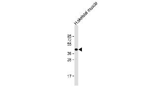 Anti-TME Antibody (C-Term) at 1:2000 dilution + human skeletal muscle lysate Lysates/proteins at 20 μg per lane. (TMEM115 Antikörper  (AA 249-283))