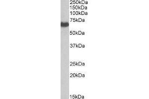 Western Blotting (WB) image for EH-Domain Containing 2 (EHD2) peptide (ABIN369793) (EH-Domain Containing 2 (EHD2) Peptid)