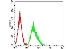 Flow cytometric analysis of HL-60 cells using CD137 mouse mAb (green) and negative control (red). (CD137 Antikörper  (AA 214-255))