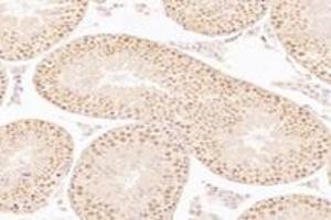 Immunohistochemistry analysis of paraffin-embedded rat testis using,WDR33 (ABIN7076216) at dilution of 1: 2400