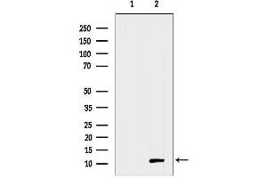 anti-Chemokine (C-C Motif) Ligand 19 (CCL19) (N-Term) antibody