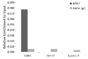 Chromatin immunoprecipitation analysis of extracts of HeLa cells, using MT antibody (ABIN1679683, ABIN7101713, ABIN7101714 and ABIN7101715) and rabbit IgG.