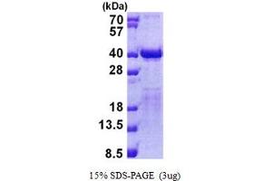 TCEA2 Protein (AA 1-299) (His tag)