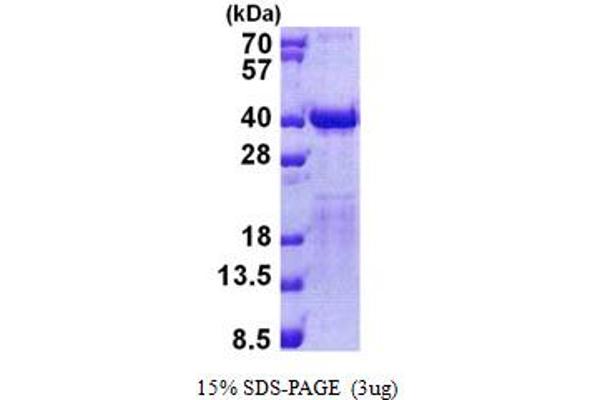 TCEA2 Protein (AA 1-299) (His tag)