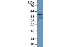 Rabbit Detection antibody from the kit in WB with Positive Control: Mouse skeletal muscle lysate. (Klotho beta ELISA Kit)