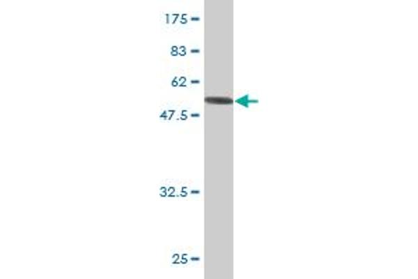 Septin 8 Antikörper  (AA 1-258)