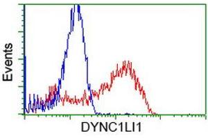 HEK293T cells transfected with either RC222010 overexpress plasmid (Red) or empty vector control plasmid (Blue) were immunostained by anti-DYNC1LI1 antibody (ABIN2452969), and then analyzed by flow cytometry. (DYNC1LI1 Antikörper)
